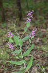 Clasping jewelflower